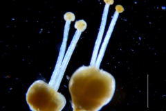 Cuscuta alata, gynoecia