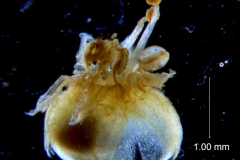 Cuscuta alata, capsule capped by persistent corolla