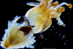 Cuscuta alata, capsule capped by persistent corolla