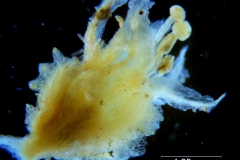 Cuscuta alata, flower