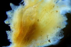 Cuscuta alata, calyx 3D