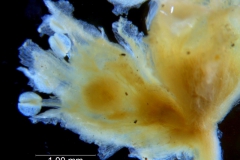 Cuscuta alata, flower