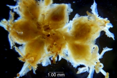 Cuscuta alata, inflorescence