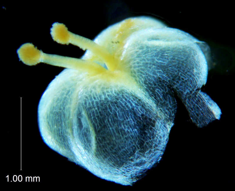 Cuscuta applanata, capsule