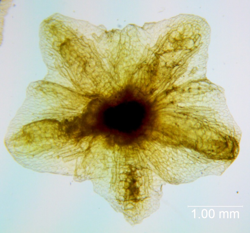 Cuscuta applanata, calyx dissected