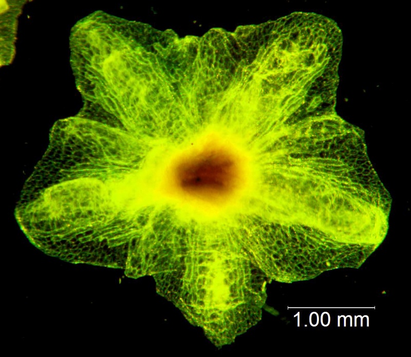 Cuscuta applanata, calyx dissected