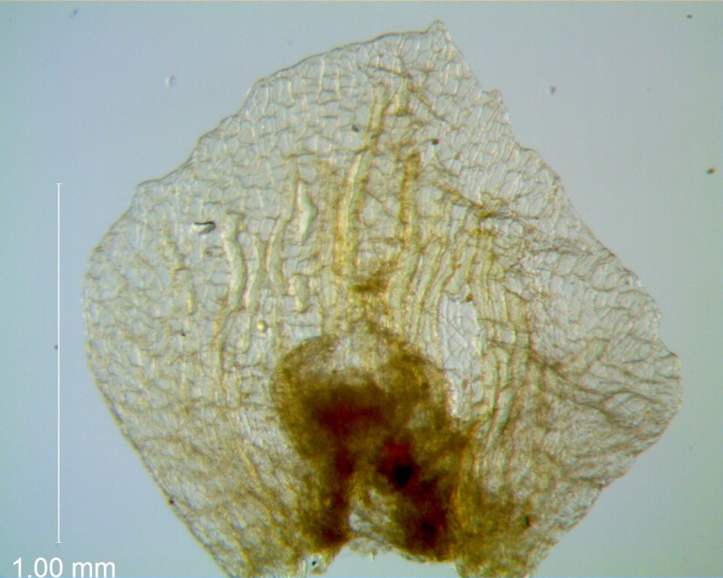 Cuscuta applanata, bract