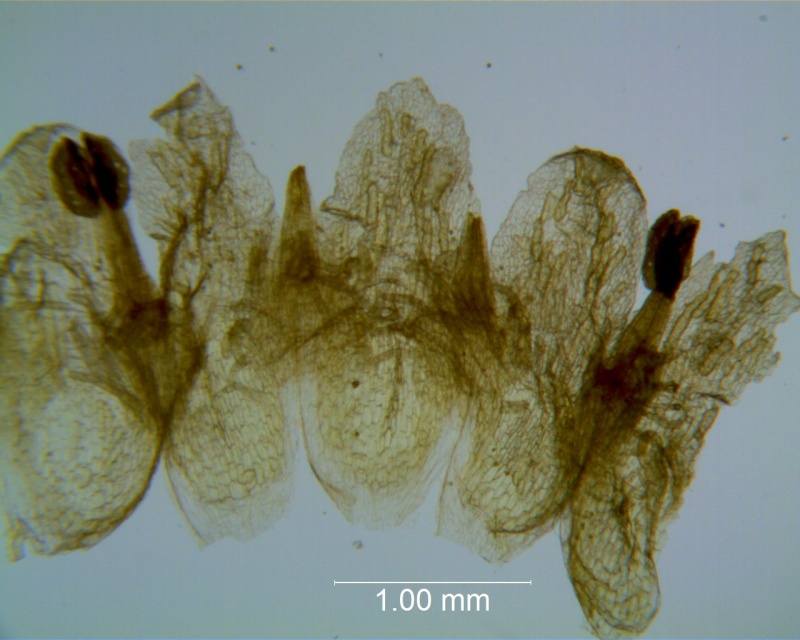 Cuscuta applanata, corolla dissected