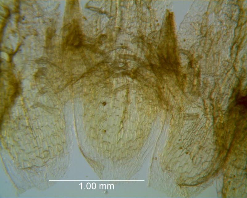 Cuscuta applanata, corolla dissected: infrastaminal scales