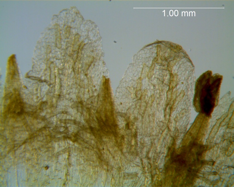 Cuscuta applanata, corolla lobes detail
