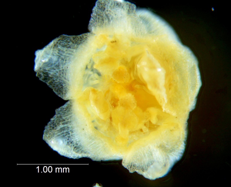 Cuscuta applanata, flower