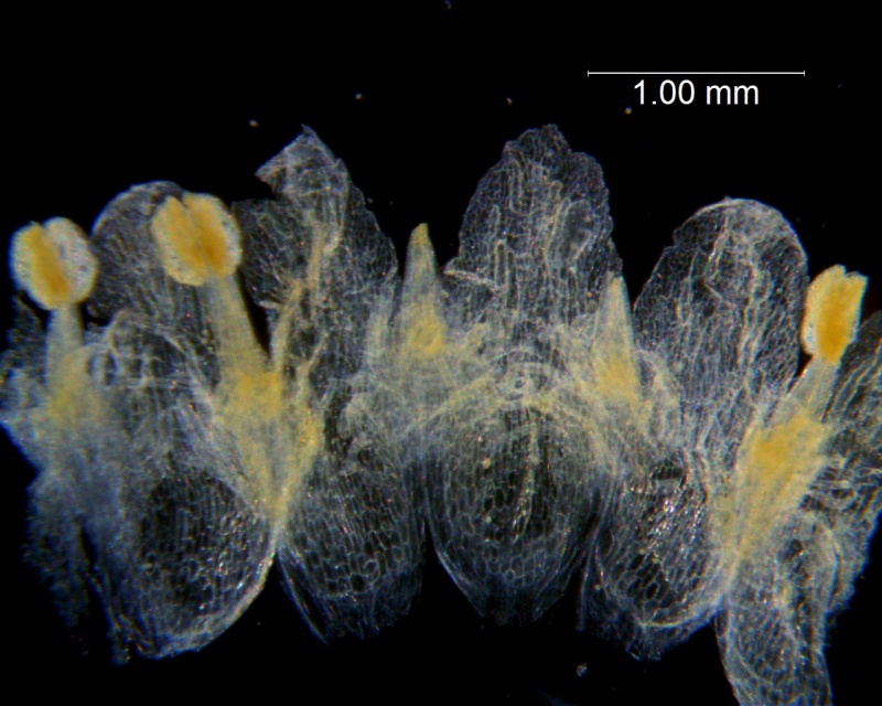 Cuscuta applanata, corolla dissected