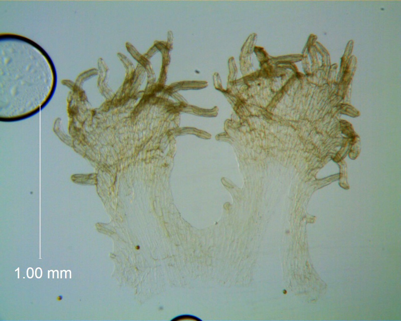 Cuscuta applanata, infrastaminal scales
