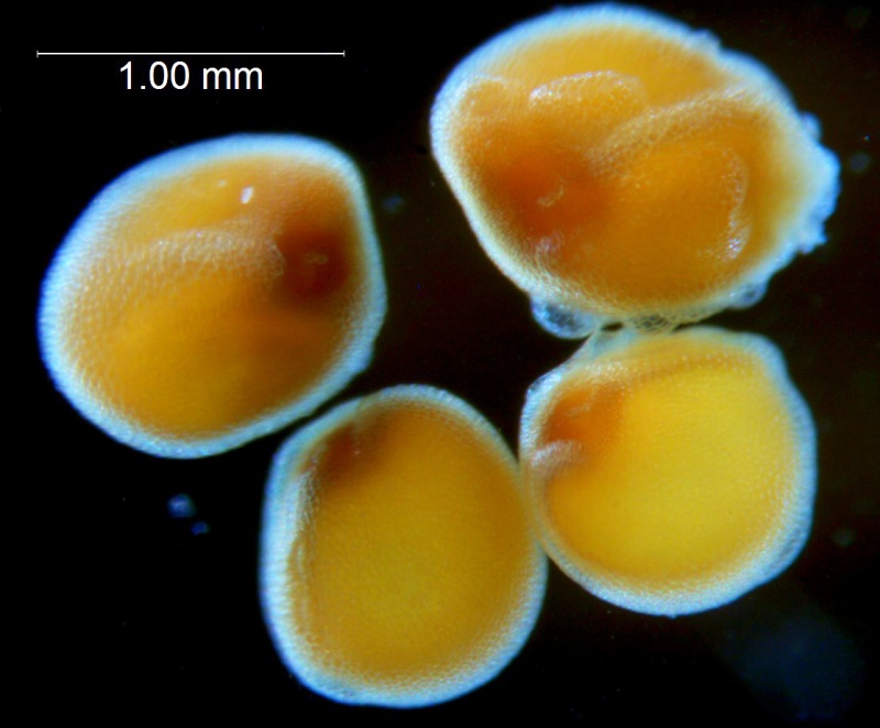 Cuscuta applanata, seeds