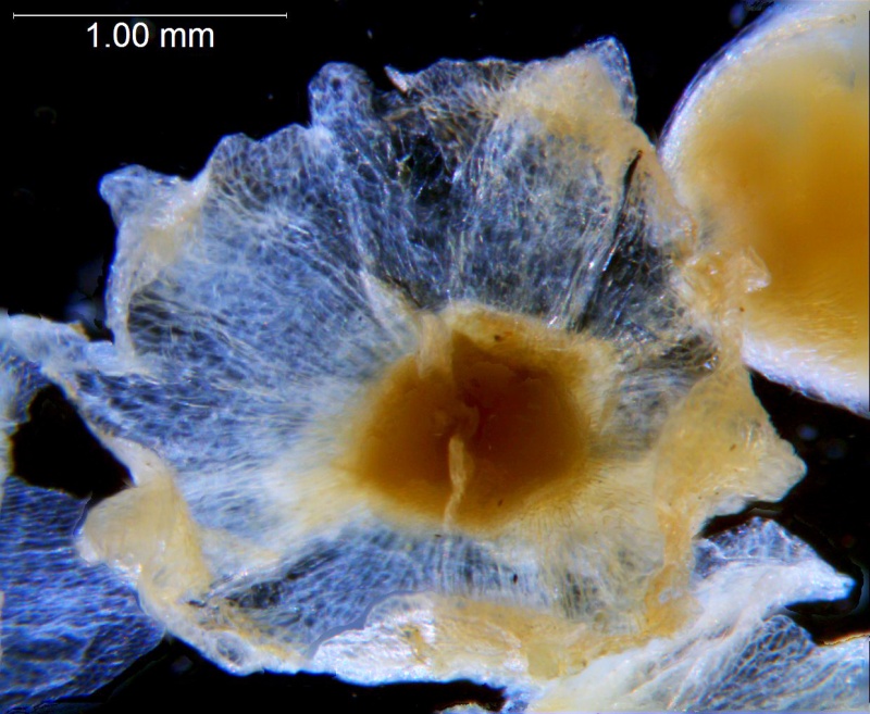 Cuscuta applanata, calyx 3D