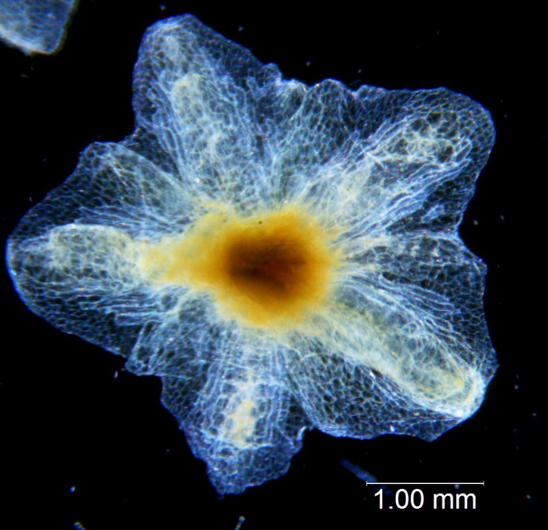 Cuscuta applanata, calyx dissected
