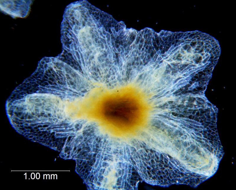 Cuscuta applanata, calyx dissected
