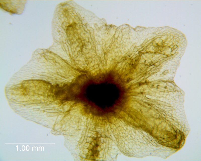 Cuscuta applanata, calyx dissected