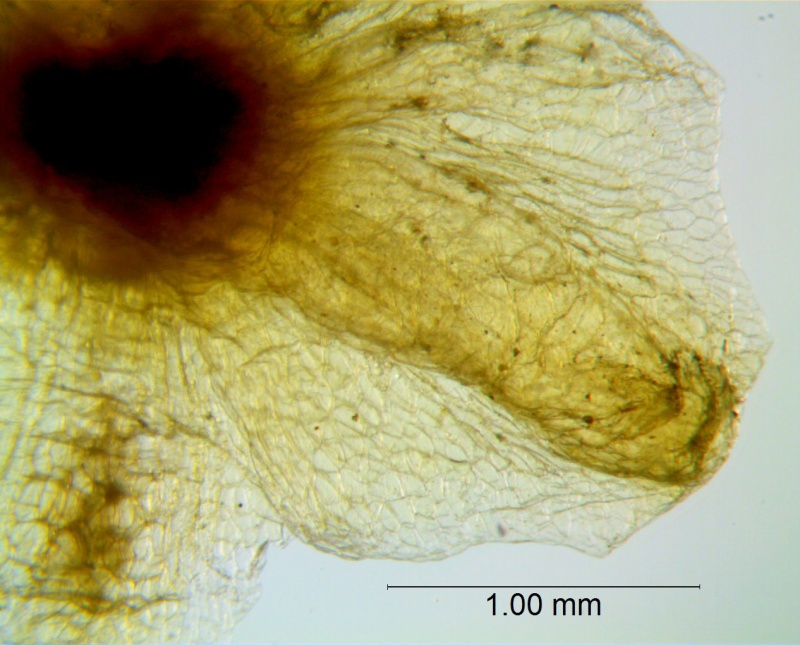 Cuscuta applanata, calyx lobe detail