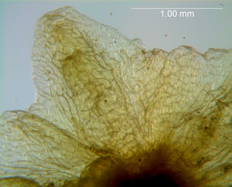 Cuscuta applanata, calyx lobe detail