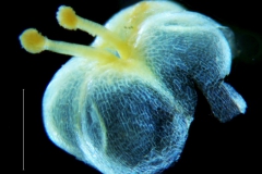 Cuscuta applanata, capsule