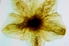 Cuscuta applanata, calyx dissected