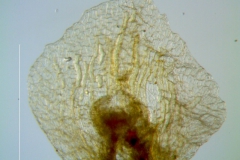 Cuscuta applanata, bract