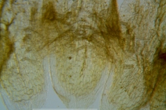 Cuscuta applanata, corolla dissected: infrastaminal scales