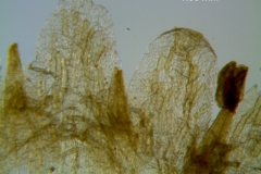 Cuscuta applanata, corolla lobes detail