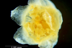Cuscuta applanata, flower