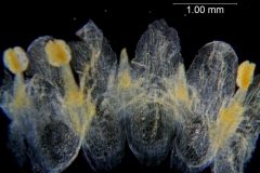 Cuscuta applanata, corolla dissected