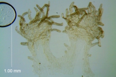 Cuscuta applanata, infrastaminal scales