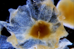 Cuscuta applanata, calyx 3D