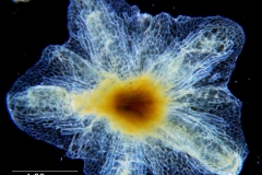 Cuscuta applanata, calyx dissected