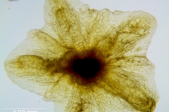 Cuscuta applanata, calyx dissected