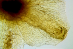 Cuscuta applanata, calyx lobe detail