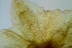 Cuscuta applanata, calyx lobe detail