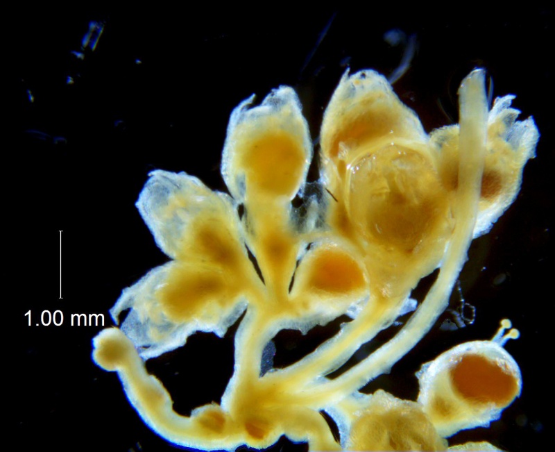 Cuscuta potosina, inflorescence