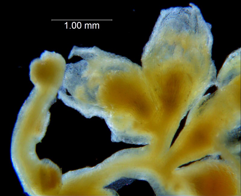 Cuscuta potosina, inflorescence fragment