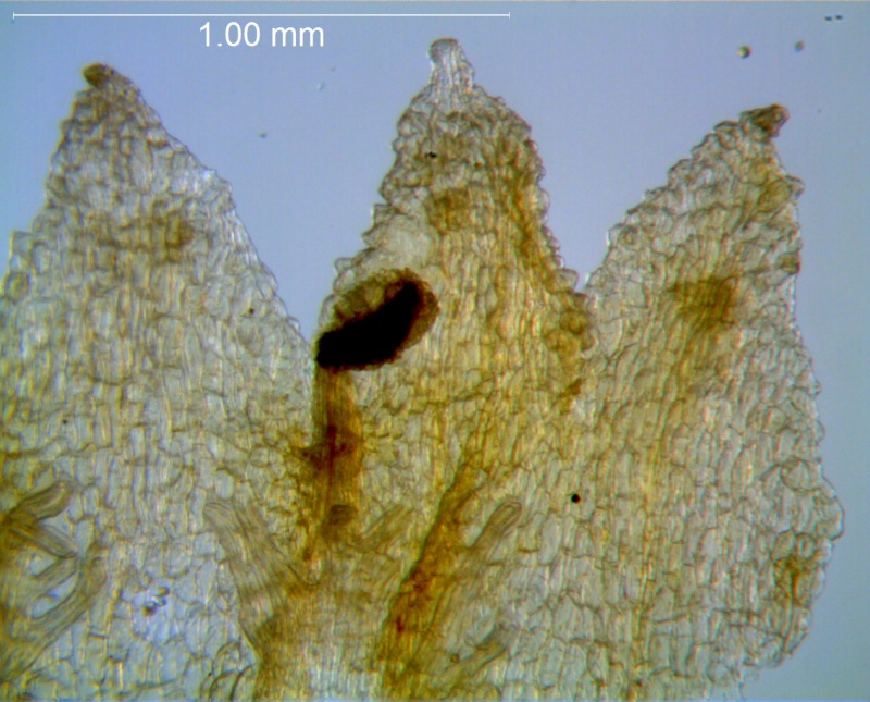 Cuscuta potosina, corolla lobes detail