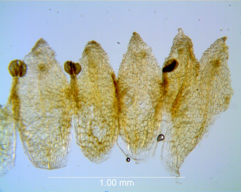 Cuscuta potosina, corolla dissected