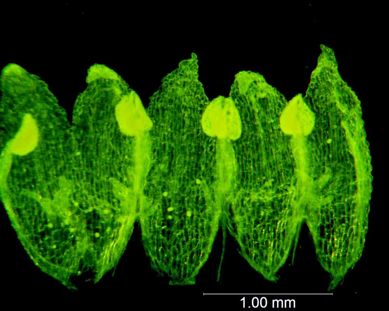 Cuscuta potosina, corolla dissected