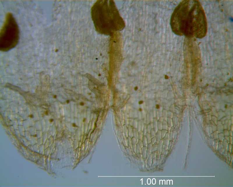Cuscuta potosina, infrastaminal scales