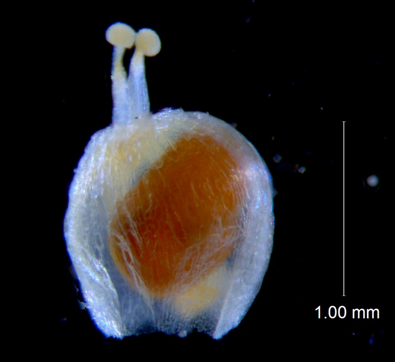 Cuscuta potosina, capsule