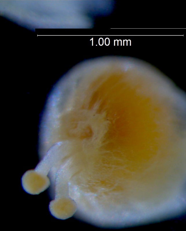 Cuscuta potosina, capsule
