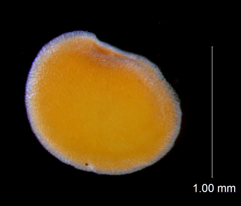 Cuscuta potosina, seed (1 per capsule)