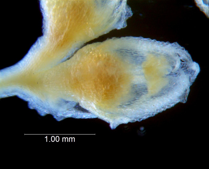 Cuscuta potosina, flower