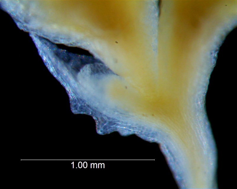 Cuscuta potosina, bract