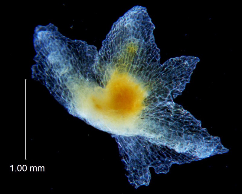 Cuscuta potosina, calyx dissected