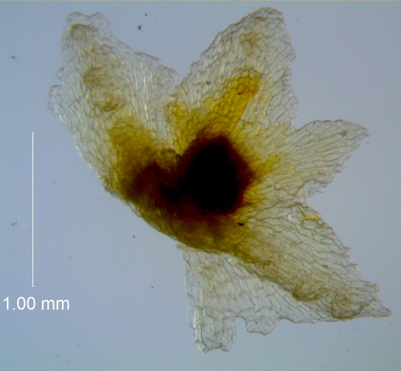 Cuscuta potosina, calyx dissected